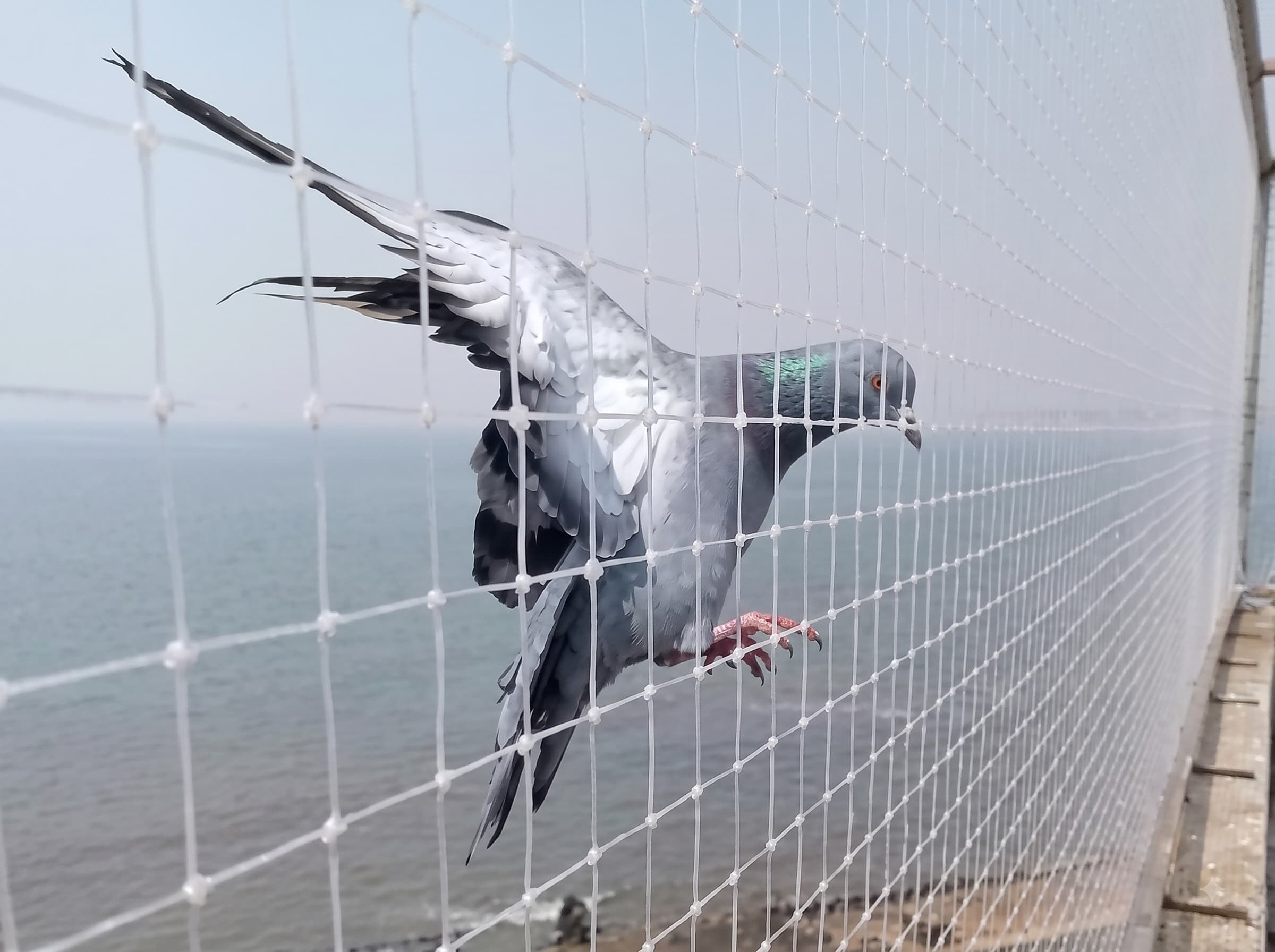 Anti Bird Netting installation in Chennai